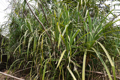 Pandanus furcatus